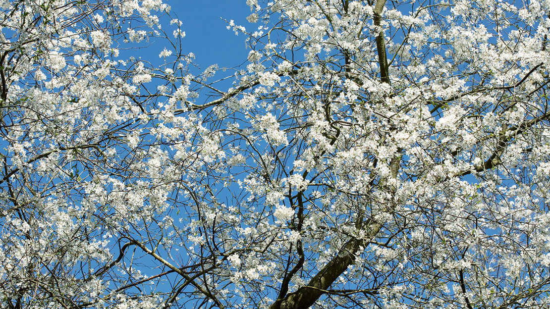 Cherry plum canopy with blossom