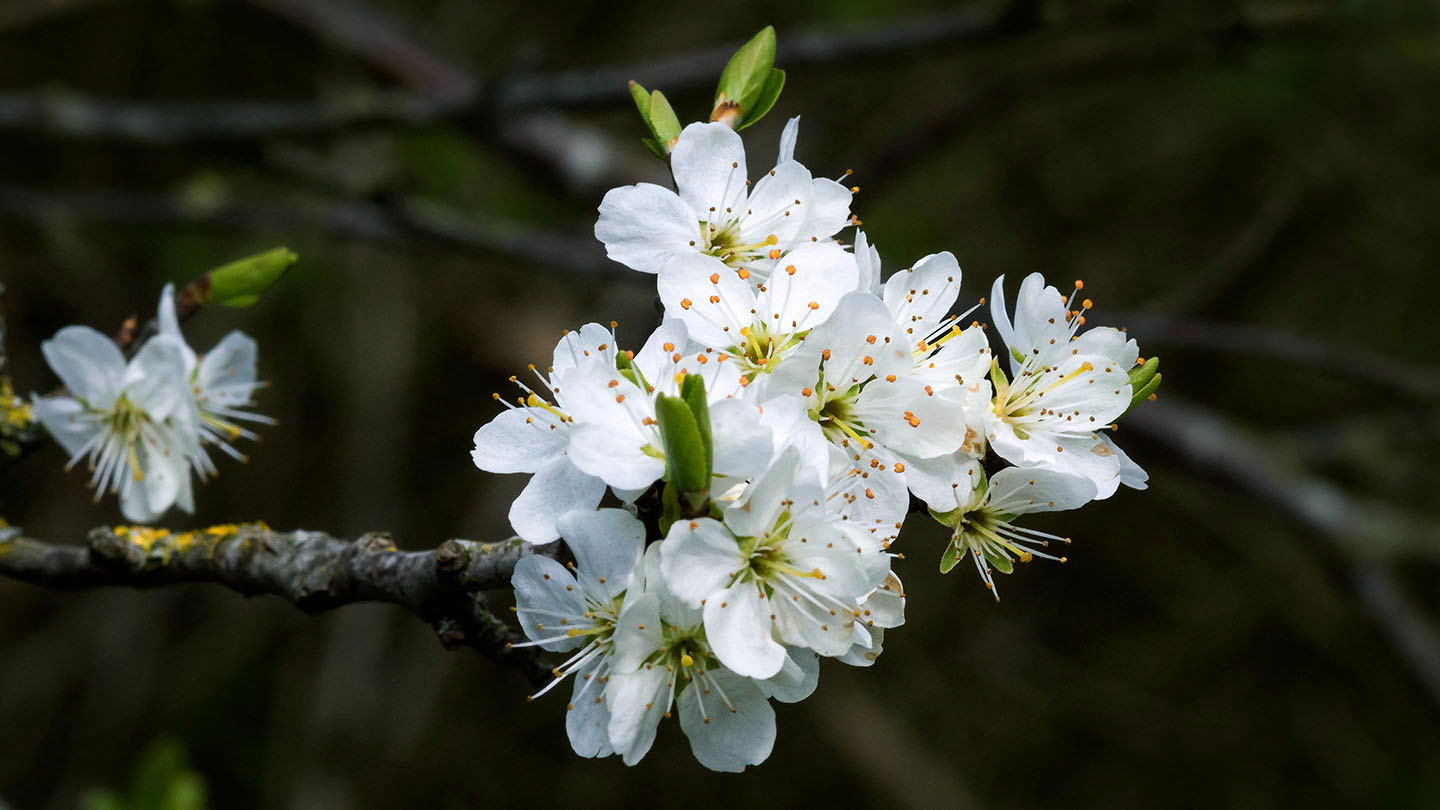 Cherry Plum (Prunus cerasifera) Woodland Trust