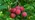 Cherry plum fruit