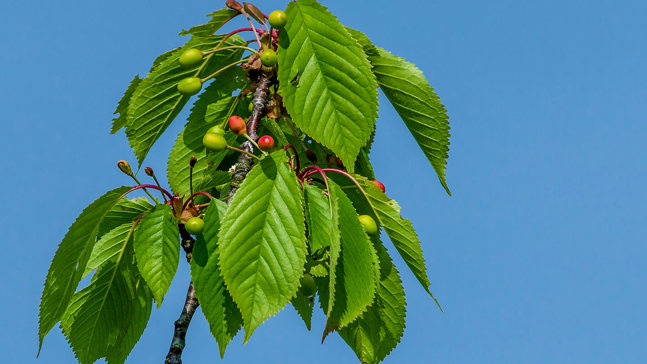 Image: https://www.woodlandtrust.org.uk/media/4007/wild-cherry-young-fruits-in-spring-france-npl-01580128-klein-and-hubert.jpg?center=0.31782945736434109,0.37391304347826088&mode=crop&heightratio=0.5622047244094488188976377953&width=647&rnd=132078304900000000