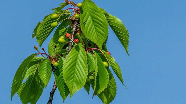 Wild Cherry Prunus Avium British Trees Woodland Trust Wild Cherry Prunus Avium British Trees Woodland Trust