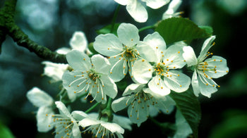 Wild cherry blossom close-up Wild cherry blossom close-up