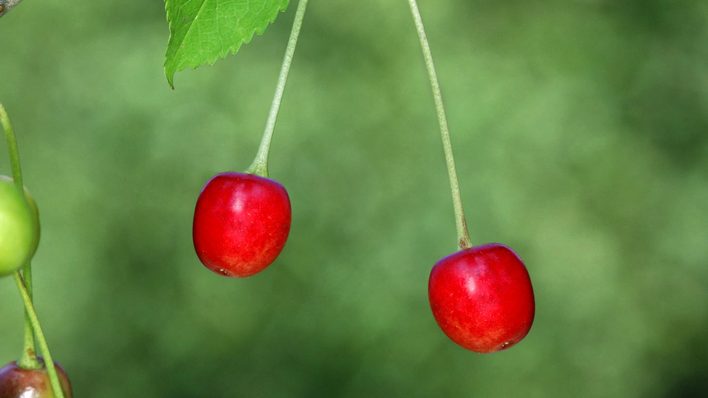 Wild cherry (Prunus avium) British Trees Woodland Trust