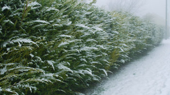 Cypress trees snow-covered hedge
