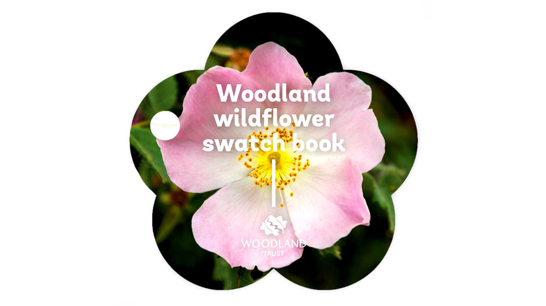 wildflower swatch book cover wildflower swatch book cover