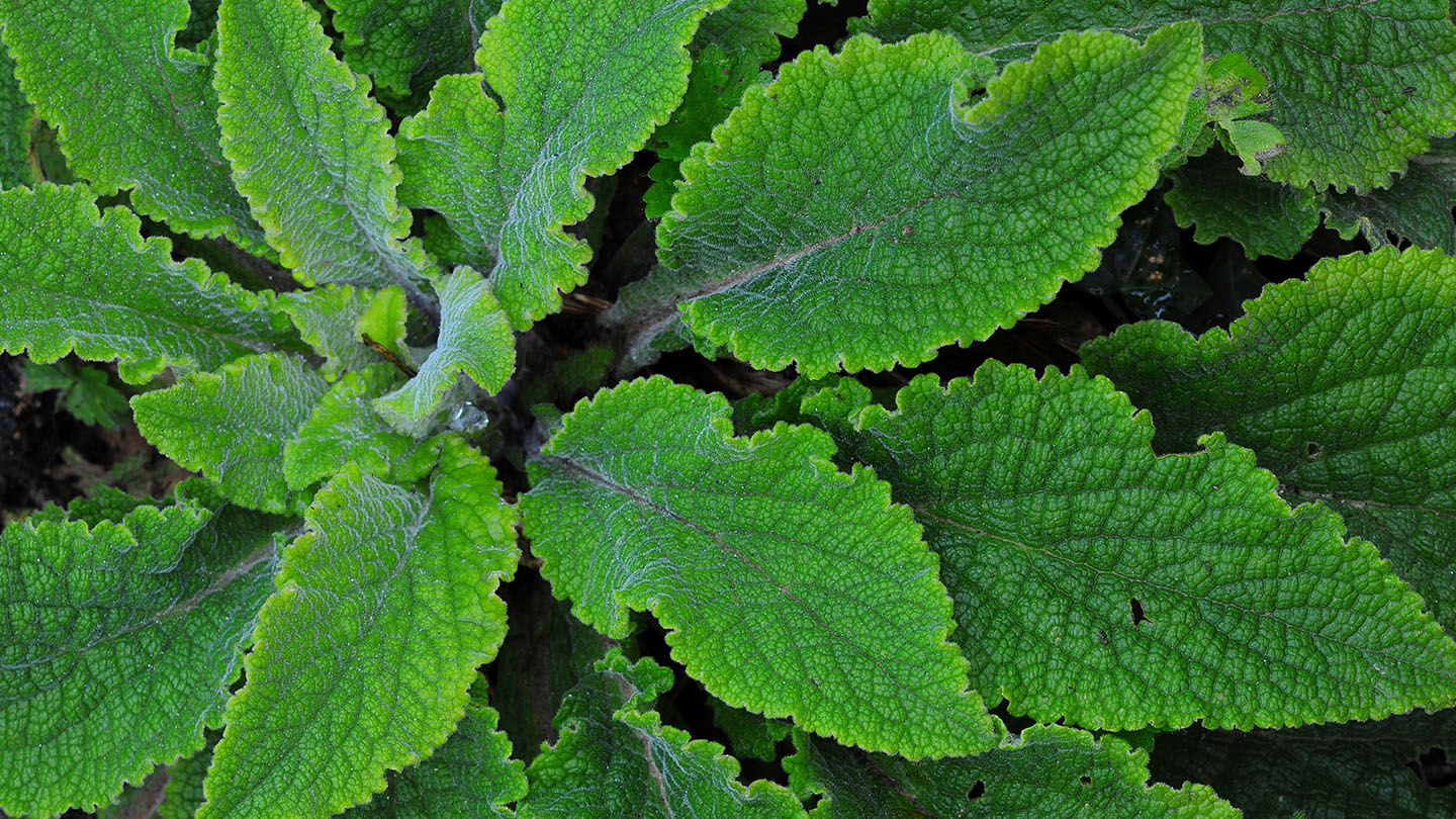 Foxglove (Digitalis purpurea) British Plants Woodland Trust