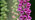 Foxglove flowers close-up