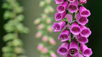 Foxglove flowers close-up Foxglove flowers close-up