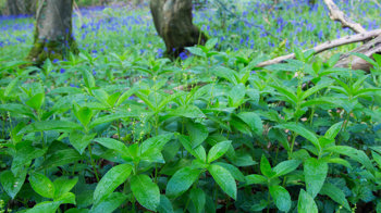 Dog's mercury covering woodland floor in spring