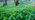 Dog's mercury covering woodland floor in spring