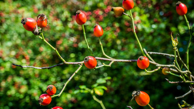 Dog rose fruits