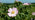 Dog rose flower close-up