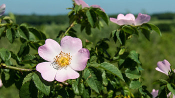 Dog rose flower close-up Dog rose flower close-up