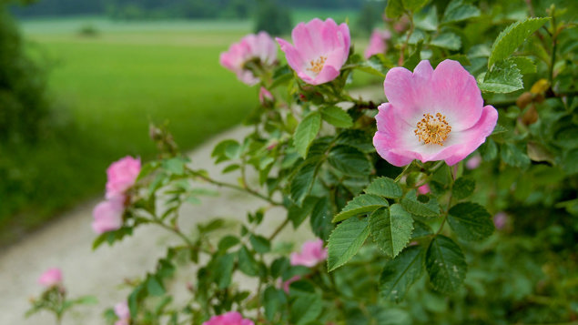 Dog Rose Rosa Canina British Plants Woodland Trust