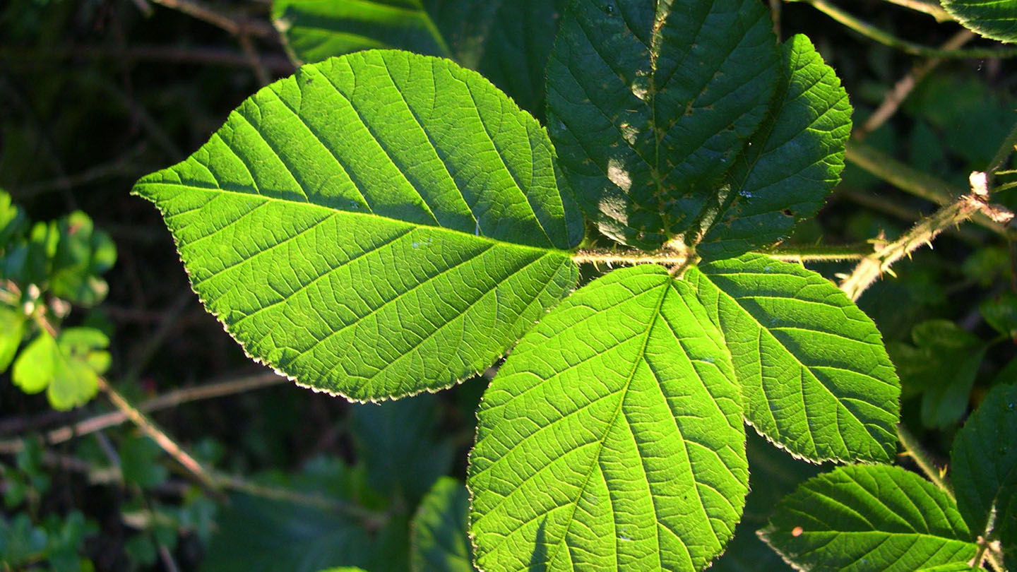 Bramble (Rubus fruticosus) British Plants Woodland Trust