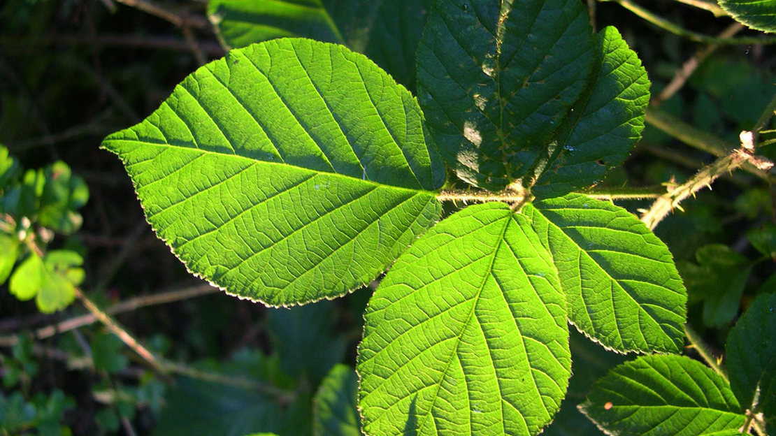 Bramble leaves