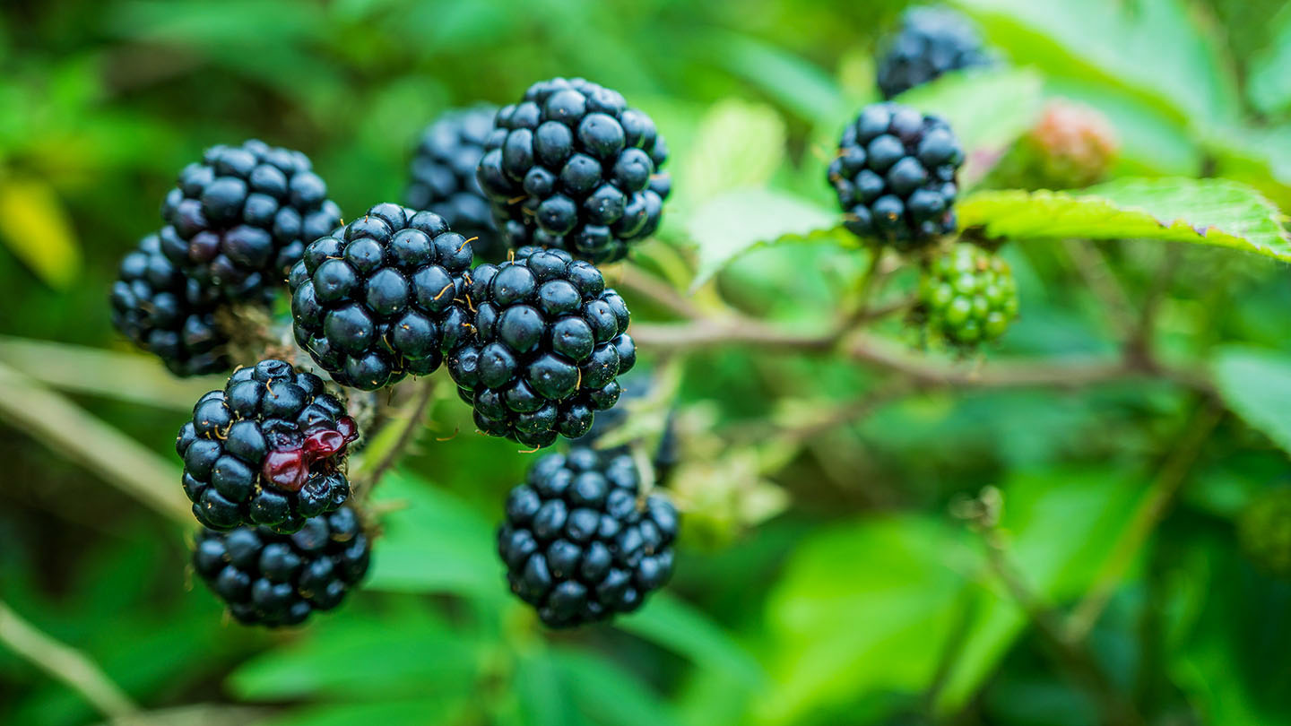 Thorny bushes with juicy berries, the brambleberry bushes grow in