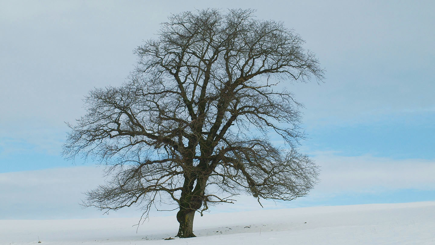 English Elm (Ulmus procera) British Trees Woodland Trust