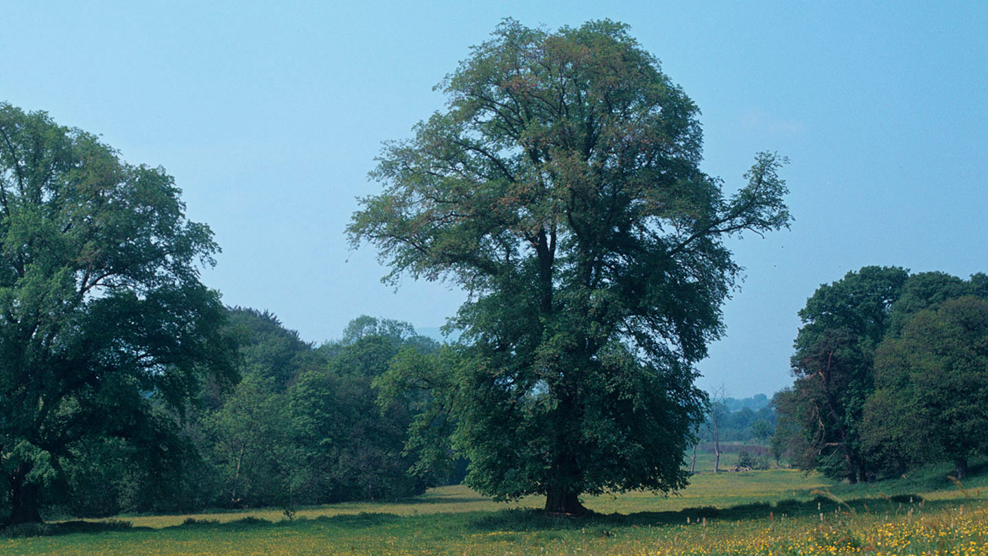 English Elm (Ulmus procera) British Trees Woodland Trust