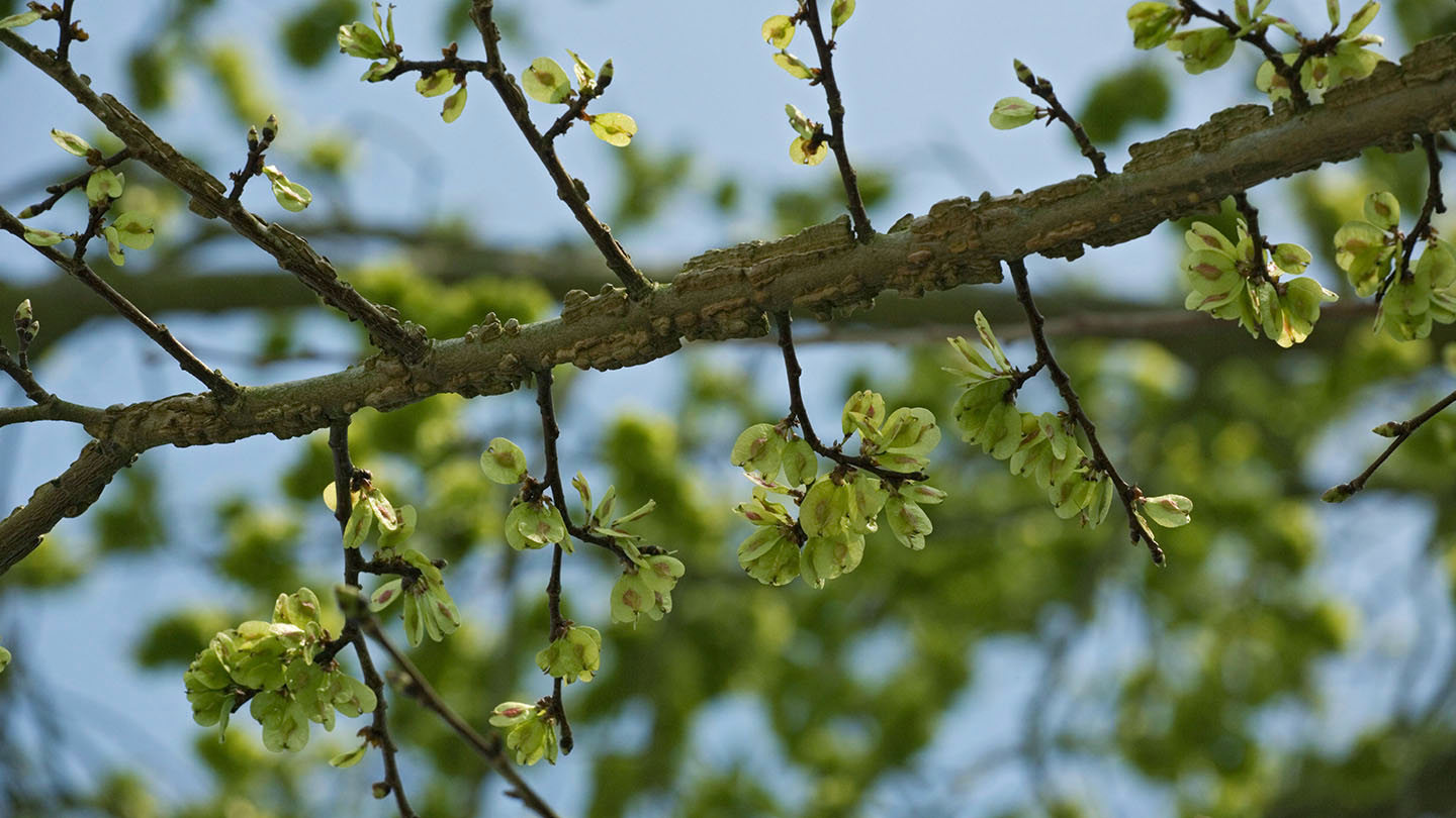 English Elm (Ulmus procera) British Trees Woodland Trust