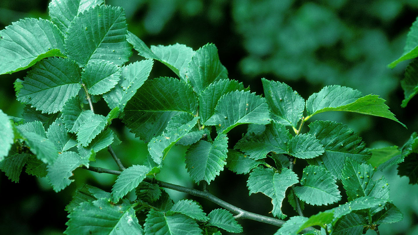 English Elm (Ulmus procera) British Trees Woodland Trust