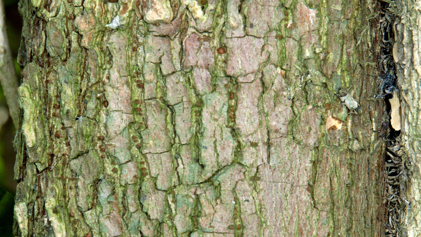 English Elm (Ulmus procera) British Trees Woodland Trust