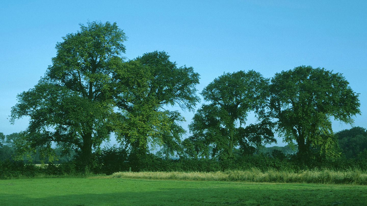 English Elm (Ulmus procera) - British Trees - Woodland Trust
