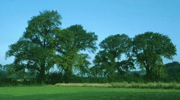 Four English elm trees in a field Four English elm trees in a field