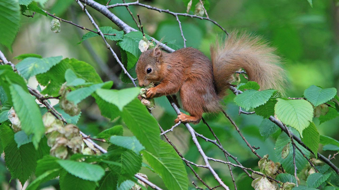 English Elm (Ulmus procera) British Trees Woodland Trust