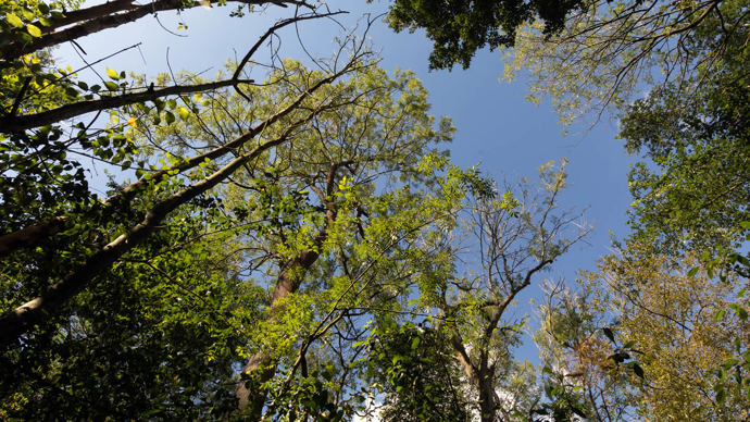 Ash dieback at Pound Farm