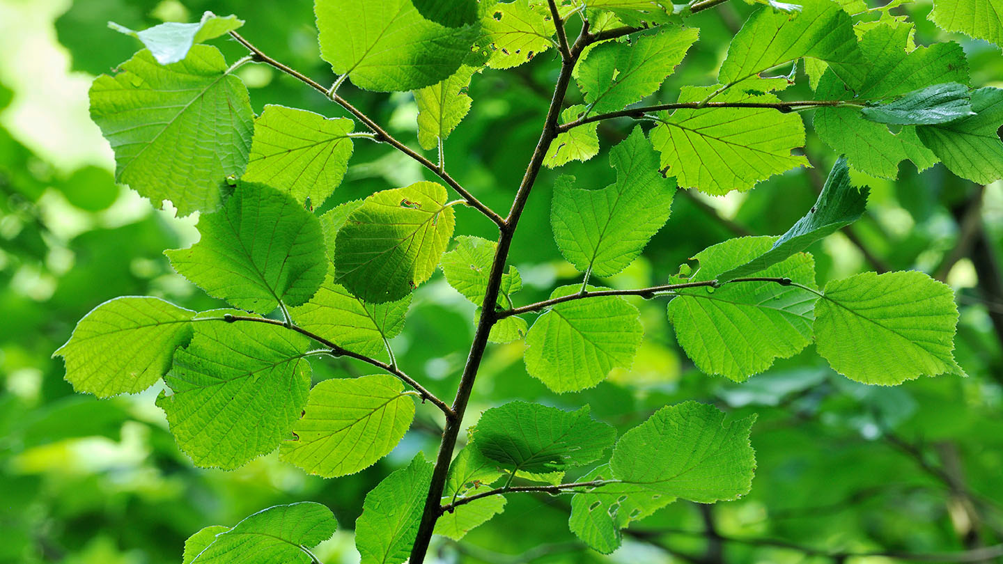 Hazel (Corylus avellana) British Trees Woodland Trust