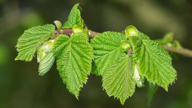 Hazel (Corylus avellana) - British Trees - Woodland Trust