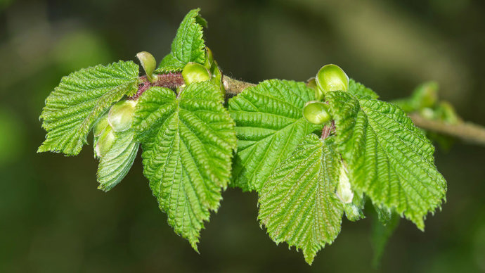Hazel leaves on branch