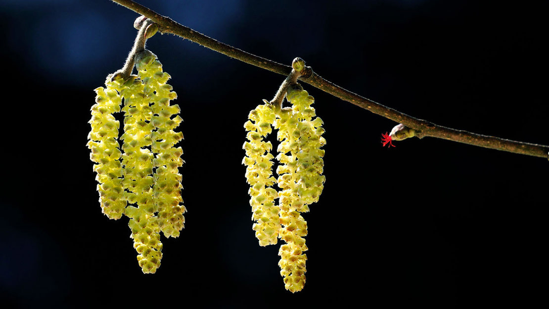 Hazel male catkins tiny female flowers