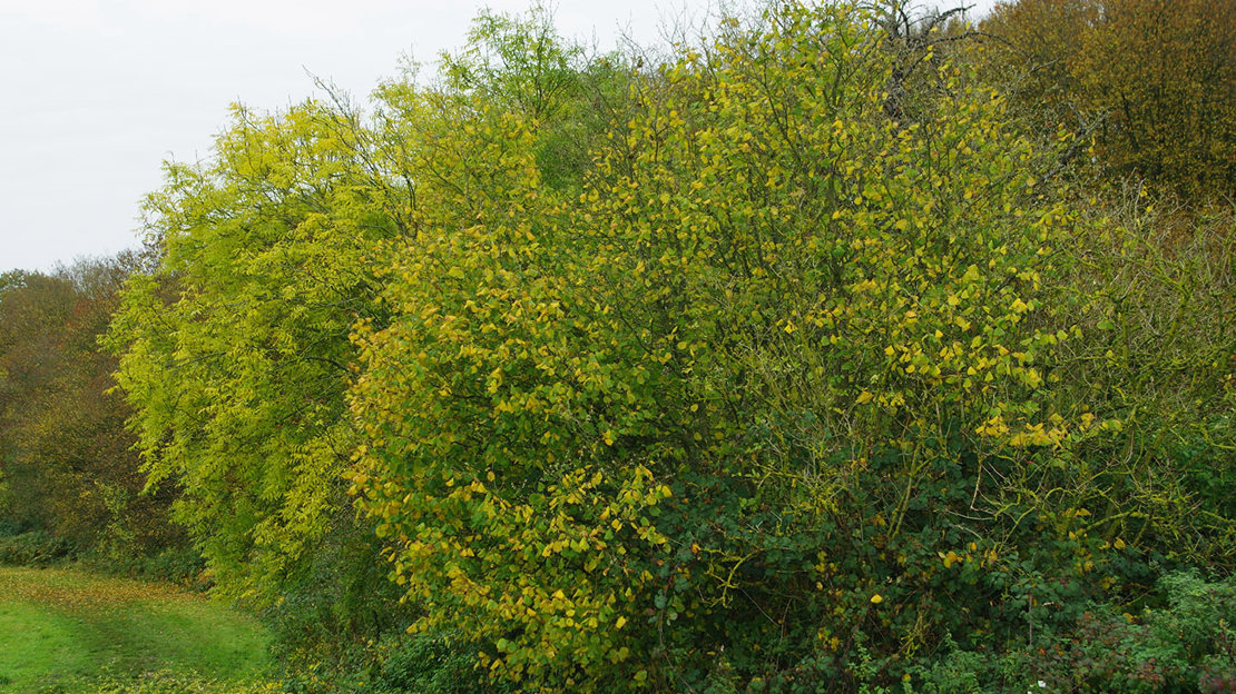 Hazel tree in autumn