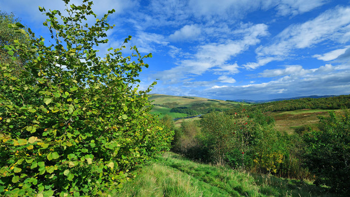 Hazel and other saplings at Geordie's Wood