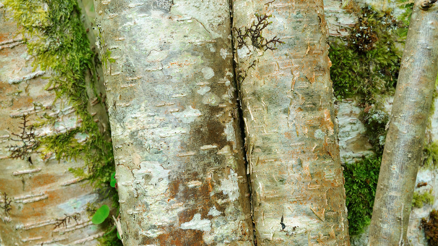Hazel (Corylus avellana) British Trees Woodland Trust