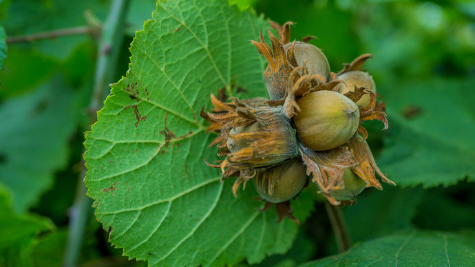 Hazel fruit opened