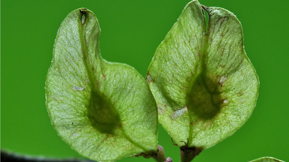 Wych elm fruits