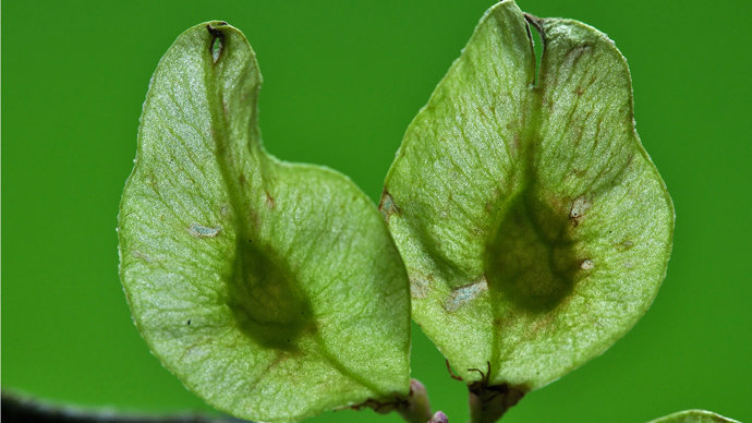 Wych elm fruits