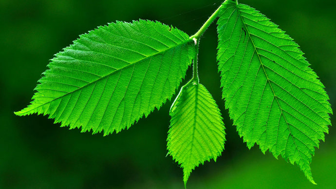 Wych elm leaves in spring