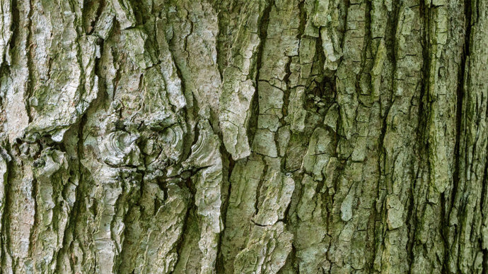 Wych elm bark on a mature tree