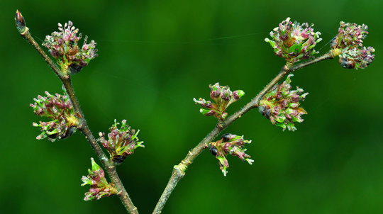 Wych elm blossom leaf bud