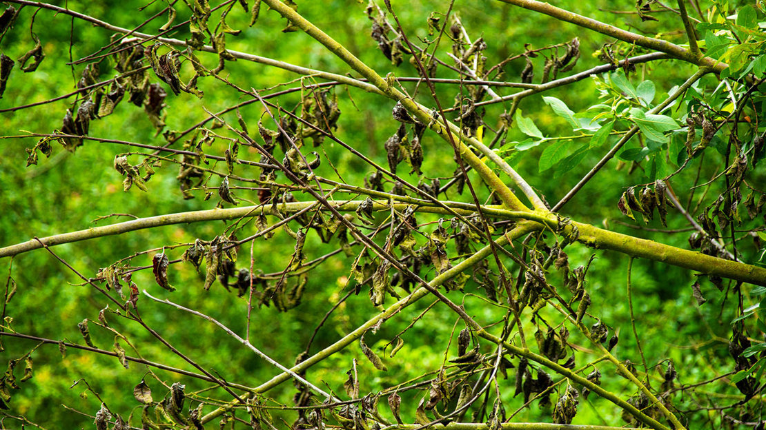 Dieback of branches of an ash tree
