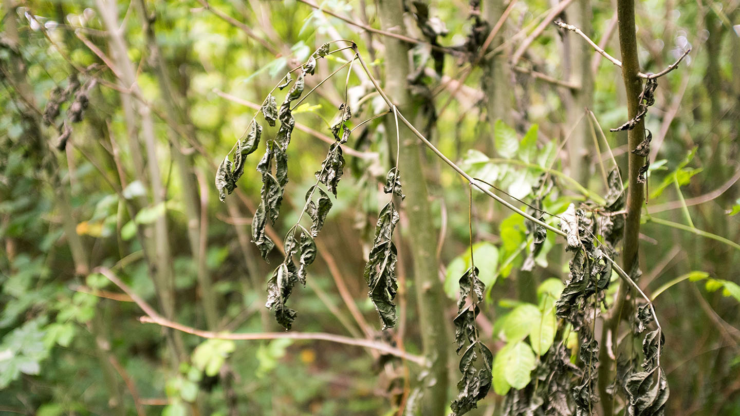 Ash Dieback (Hymenoscyphus fraxineus) Woodland Trust