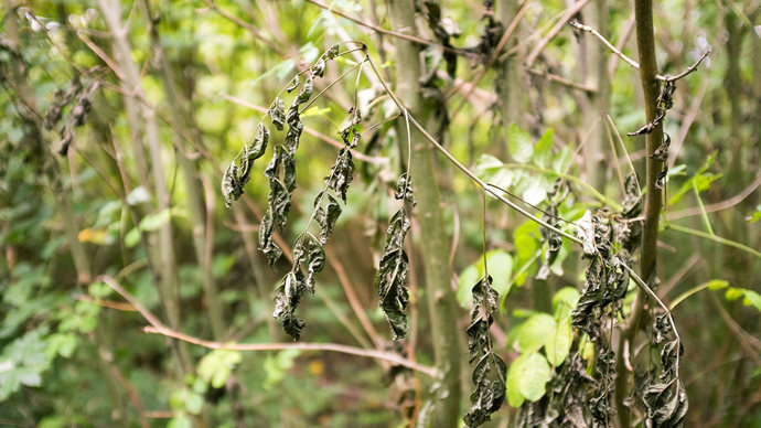 Dried out leaves, a symptom of ash dieback