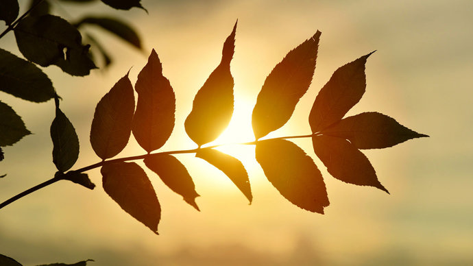 Ash leaves silhouetted by a sunset