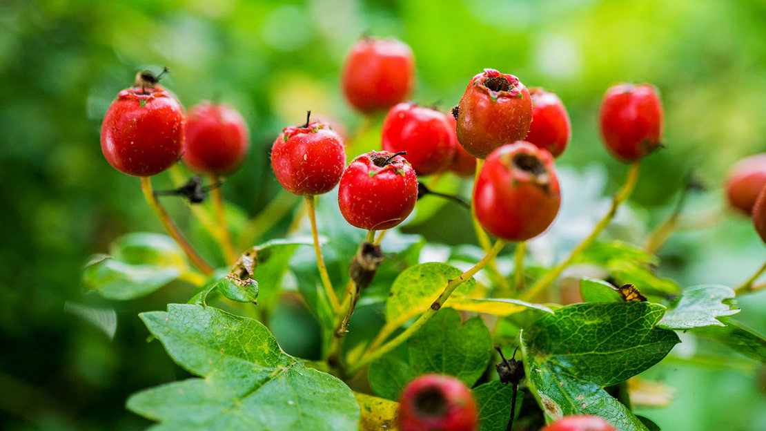 Hawthorn fruit close-up macro