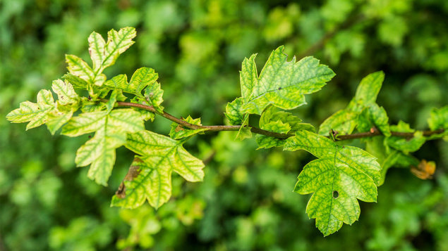 pix Hawthorn Tree Brown Leaves hawthorn crataegus monogyna
