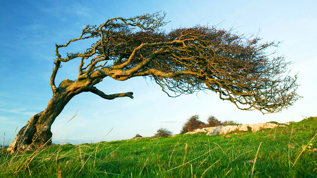 Hawthorn tree bent over by wind in Morecambe Bay